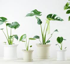 Maybe you would like to learn more about one of these? Monstera Deliciosa Tanaman Hias Mewah Dengan Buah Lezat Yang Misterius Klik Hijau
