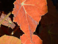 Explore hollyjazzz362's photos on flickr. Pflanzen Rare Seed And Plant Shop Seltene Pflanzen Und Samen Begonia Species