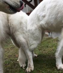 Hundezucht Die Hundin Decken Blog Petcenter Ch Ag