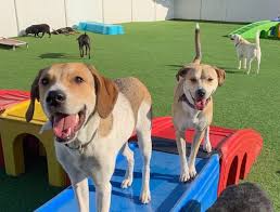 We did not find results for: Dog Boarding Dog Day Care Pineville Nc Four Paws