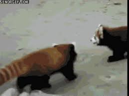 Baby red pandas > everything else in life. Feet Smell Red Panda Gif On Gifer By Modisius