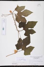 Image result for Cayaponia