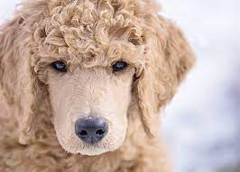 Apricot Standard Poodle 12 Weeks Elliot Poodle Dog Standard Poodle Poodle Puppy