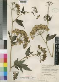 Image result for Lefebvrea grantii