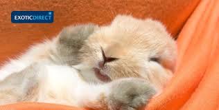 Bun, bunn, bunnie or bunny; Rabbit Names From Female To Male Funny To Famous Rabbit Names Exoticdirect