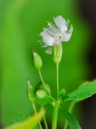 Image result for Scoparia dulcis