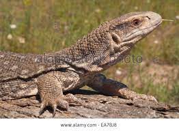 Varanus Exanthematicus Stock Photos Varanus Exanthematicus Stock Images Savannah Monitor Savannah Chat Monitor Lizard