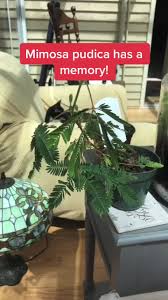 Image result for Mimosa 1988 Tracer