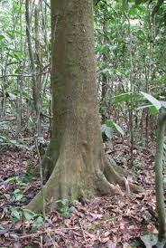 Image result for Crossopetalum mossambicense
