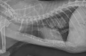 Like all parasites, fleas depend upon a the parasites make their way to the lungs and start multiplying in the lungs and surrounding veins. Senior Cat With Front Paw Swelling Pain Today S Veterinary Practice