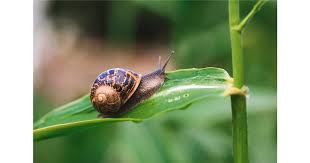 Schädlinge und nützliche arten unterscheiden. Es Wird Schleimig Tipps Gegen Schnecken Im Garten