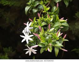 Image result for Jasminum multipartitum