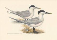Birds Of Southern Illinois Book 1956 Sandwich Tern Antique Print Vintage Lithograph By Craftissimo 12 95 Bird Illustration Sea Birds Bird Art Print