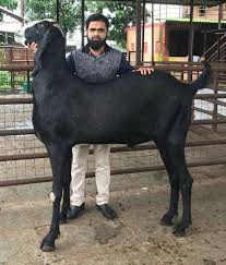 Amazing Breed Of Goats In Pakistan By Waheed Farm Animals Weird Animals Cute Animals