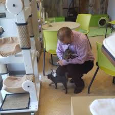 During its second run of operation. Chicago S First Cat Cafe Is Now Open Eater Chicago