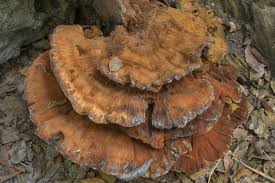 Image result for Ischnoderma resinosum