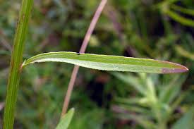 Image result for Oxyanthus strigosus