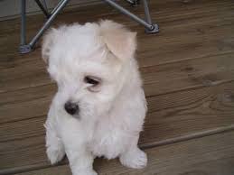 Family raised to be happy, healthy and well socialized. Darling Maltese Puppies Ready To Adopt 9 Weeks Ready To Go For Sale In Kalkaska Michigan Classified Americanlisted Com