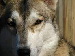 The consistency in meals is good for a tam puppy. Shadowgate International Tamaskan Register