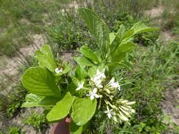 Image result for Pavetta pierlotii