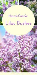 How To Grow A Lilac Bush For Beautiful Blooms In The Spring Natalie Linda Lilac Bushes Spring Garden Flowers Backyard Flowers Garden