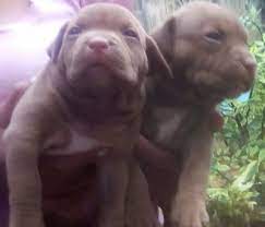 Get the best deals on pitbull for sale in sri lanka ads in sri lanka. American Pitbull Xl Puppies In Sri Lanka Siyaluma Lk