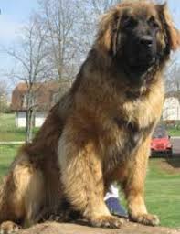 This dog was intended as a companion for. President Of Russia On Twitter Aleksandar Vucic Gave Vladimir Putin A Sarplaninac Puppy