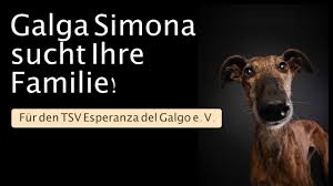 galga simona sucht ihre familie tsv esperanza del galgo e v sucht kleines studio tsv
