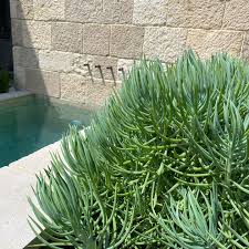 Image result for Senecio greenwayi