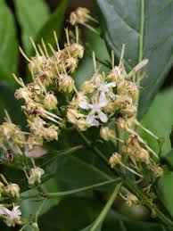 Image result for Tarenna pavettoides