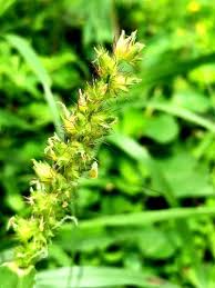 Image result for Cenchrus incertus