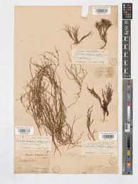 Image result for Pycreus cuanzensis