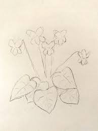 This collection includes 10 individual square flower frame illustration elements. Draw A Flower Carnegie Museum Of Natural History