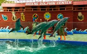Selain tempat yang nyaman dan aman. Batang Dolphin Center Tiket Atraksi Juni 2021 Travelspromo