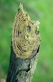 Image result for Cassipourea obovata