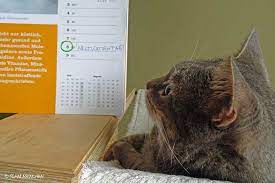 Maybe you would like to learn more about one of these? Weltkatzentag Ode An Die Katzen Schnurrinchen