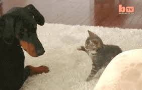 Attacking Dog Funny Cat Gifs Cattumblr Dogsfunnyfat Funny Animals Funny Animal Pictures Cute Animals