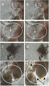 Image result for Isaria sp.