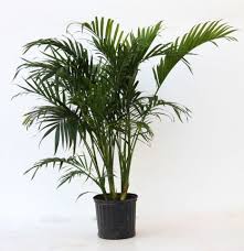 We will discuss the fourteen best indoor palm plants and find one that is suitable for your needs. Indoor Palm Trees Bring The Beach Inside Bees And Roses Indoor Palm Trees Palm Plant Care Cat Palm