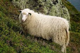Neat Sheep Sheep Breeds Sheep Animals