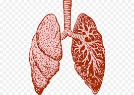 La fibrosis pulmonar idiopática (fpi) se presenta como un progresivo engrosamiento crónico del tejido pulmonar sin causa conocida. Argentina Busca Un Mejor Tratamiento Para La Fibrosis Pulmonar Idiopatica Barriada
