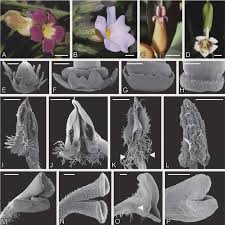 Image result for Pseudocalyx saccatus