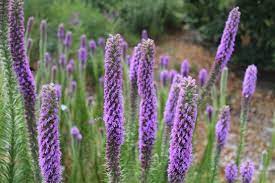 Searchable database of plants of northeast kansas. Habitat Garden Archives Dyck Arboretum