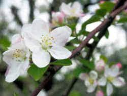 For more than a quarter century after the designation as the arkansas state flower, the flowering apple blossom dominated the state's landscape and agriculture. Arkansas State Flower Or Floral Emblem Apple Blossom