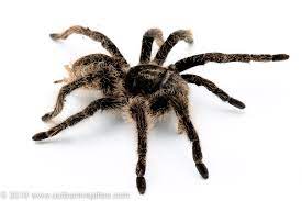Curly Hair Tarantula Outback Reptiles