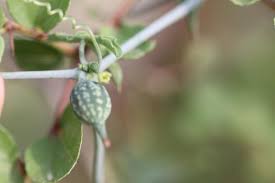 Image result for Corallocarpus epigaeus