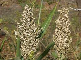 Image result for Sorghum bicolor