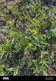 Image result for Pascalia glauca