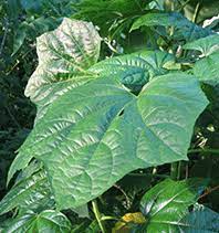 Online Edible Plants Leafy Greens Plants Hardy Plants Perennial Shrubs