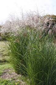 Ornamental Grasses Hutchins House Og Heidi Lumia Taylor Lumia Ornamental Grasses Grass Tall Plants